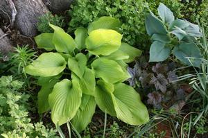 Hosta 'Sum and Substance'