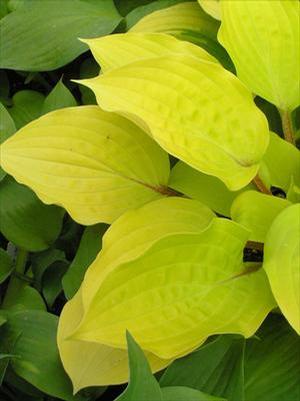 Hosta 'Fire Island'