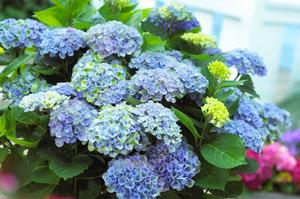 Hydrangea Macrophylla Hokomarevo Everlasting Revolution Bigleaf Hydrangea From Saunders Brothers Inc