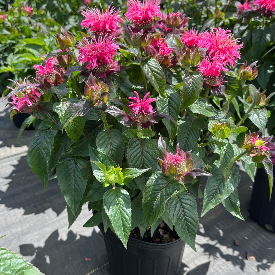 Monarda Sugar Buzz&reg; Bubblegum Blast