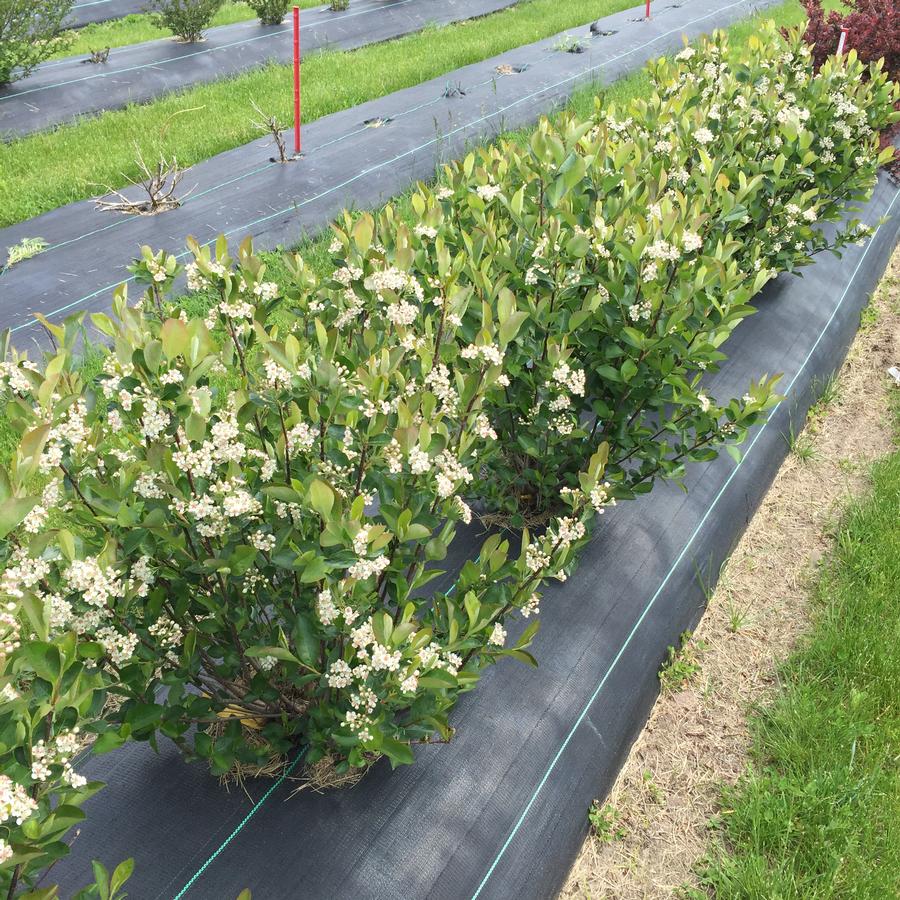 Aronia melanocarpa Low Scape Hedger®
