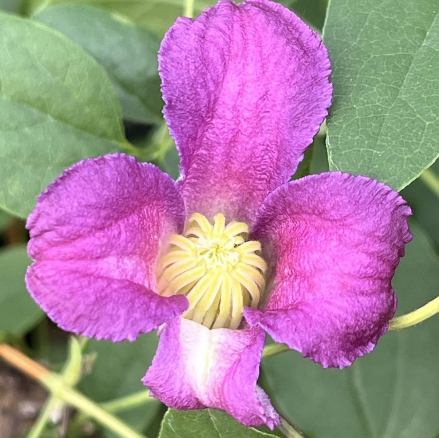 Clematis Queen Mother