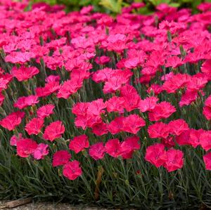 Dianthus 'Paint the Town Magenta' Pinks from Saunders Brothers Inc