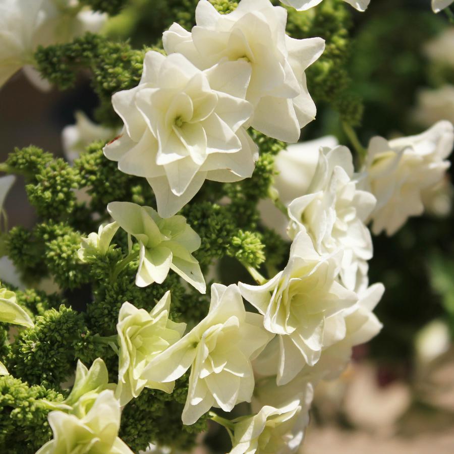 Hydrangea quercifolia Gatsby Star®