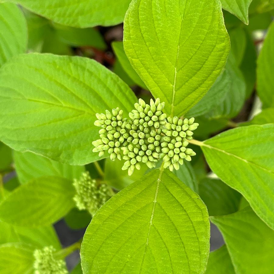 Cornus sericea 'Baileyi'