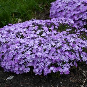 Phlox subulata 'Bedazzled Lavender'