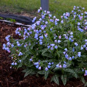 Pulmonaria 'Twinkle Toes'