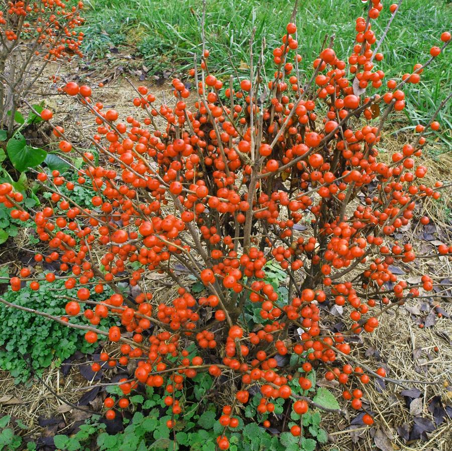 Ilex verticillata Little Goblin&reg Orange