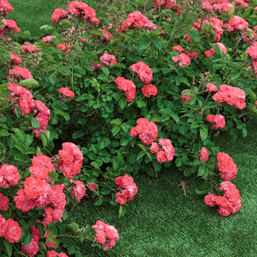 Rose Coral Drift®