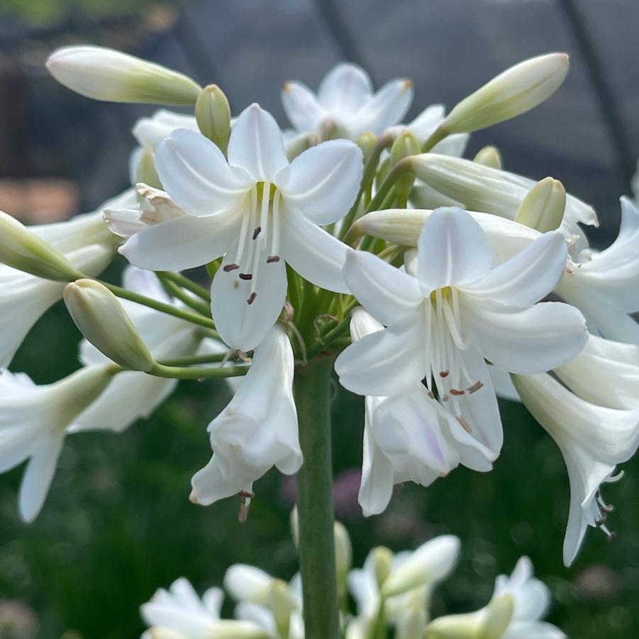 Agapanthus 'Galaxy White'