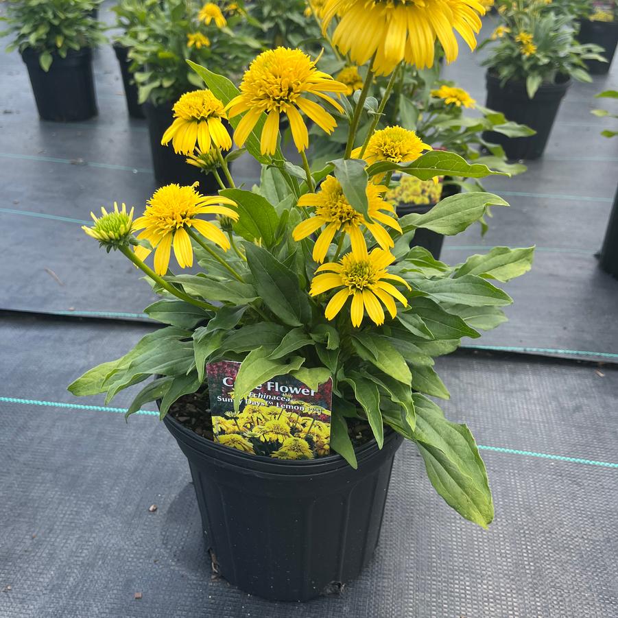 Echinacea Sunny Days™ Lemon