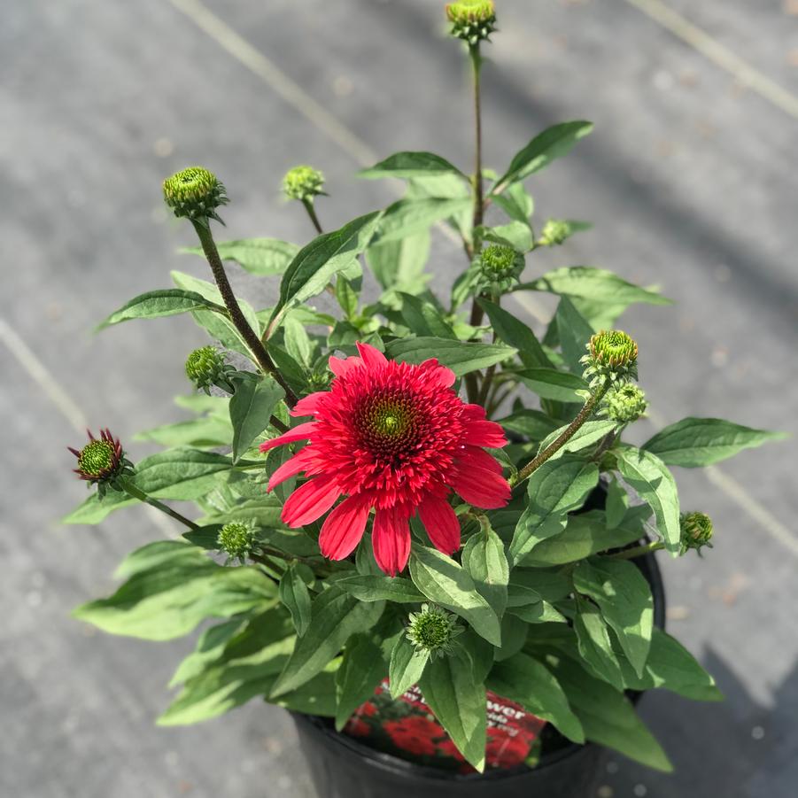 Echinacea Sunny Days™ Ruby