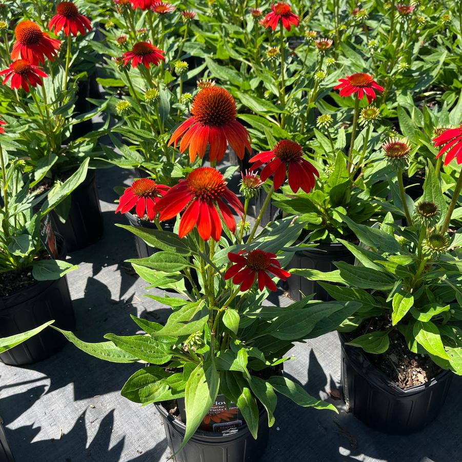 Echinacea Sombrero® Fiesta Orange