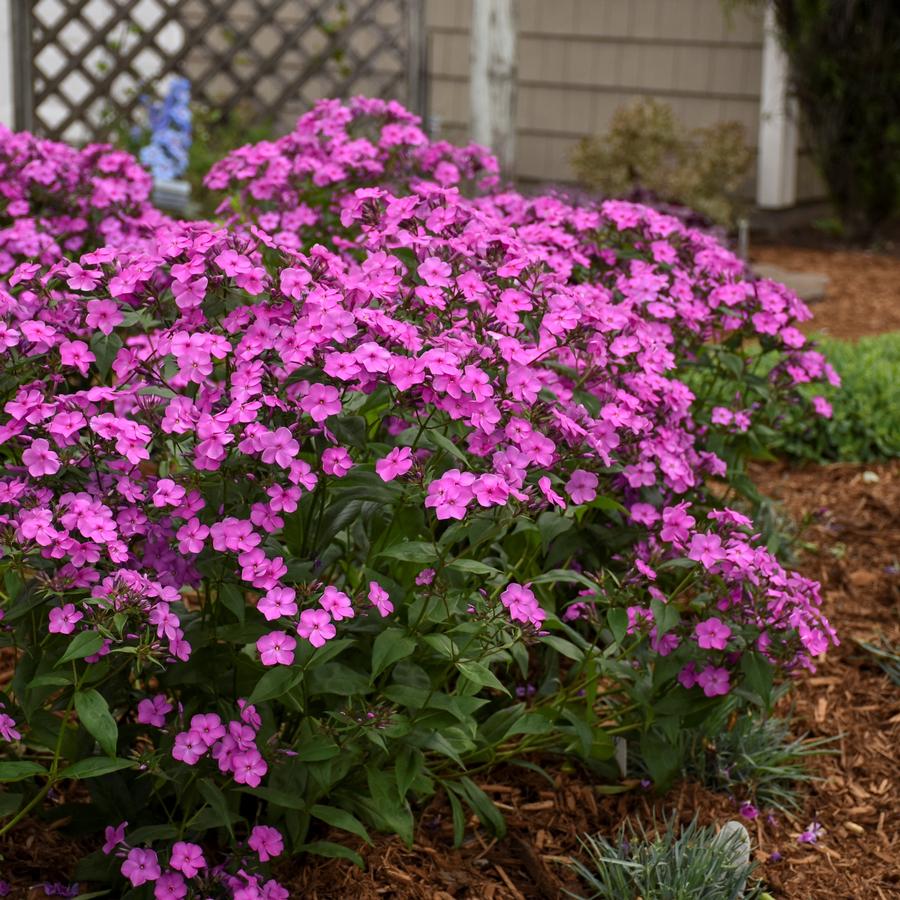 Phlox 'Cloudburst'