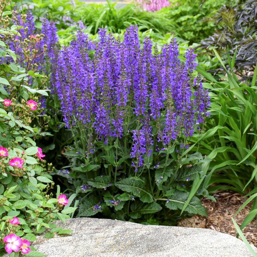 Salvia COLOR SPIRES® 'Indiglo Girl'