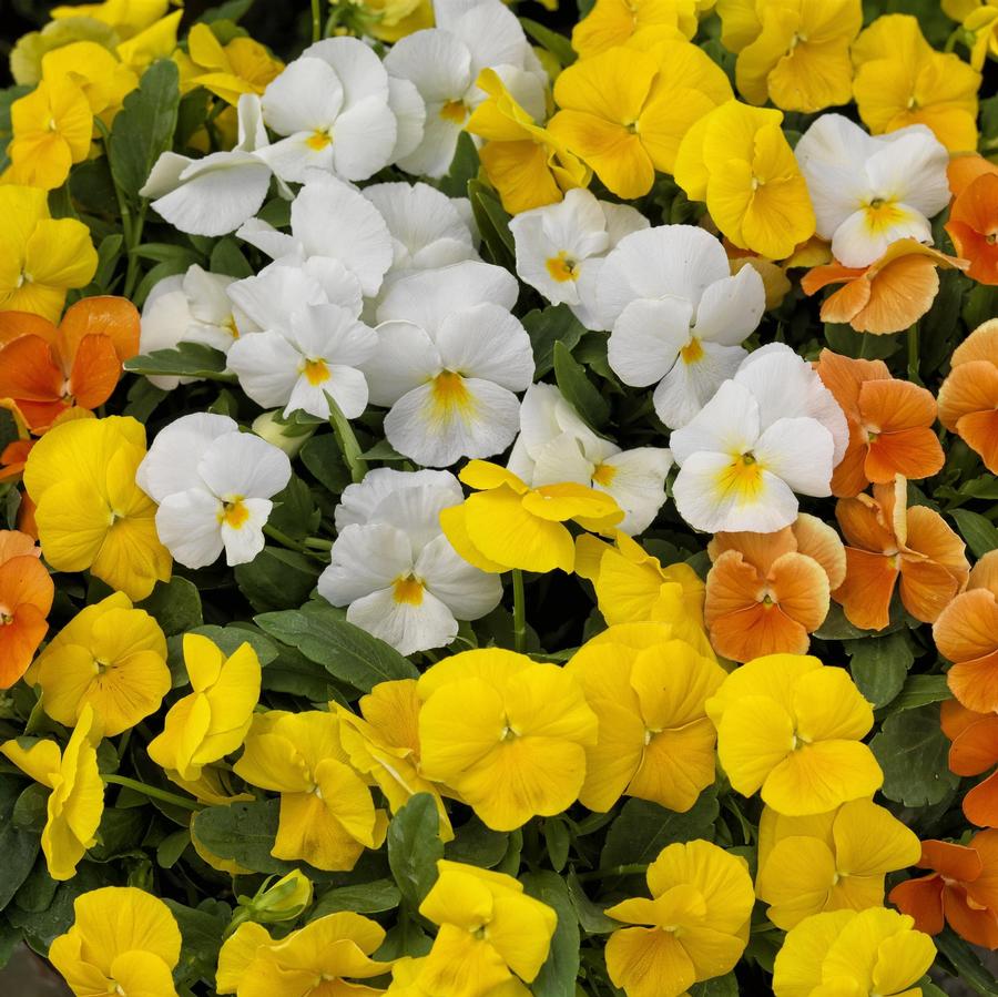 Viola ColorMax Citrus Mix