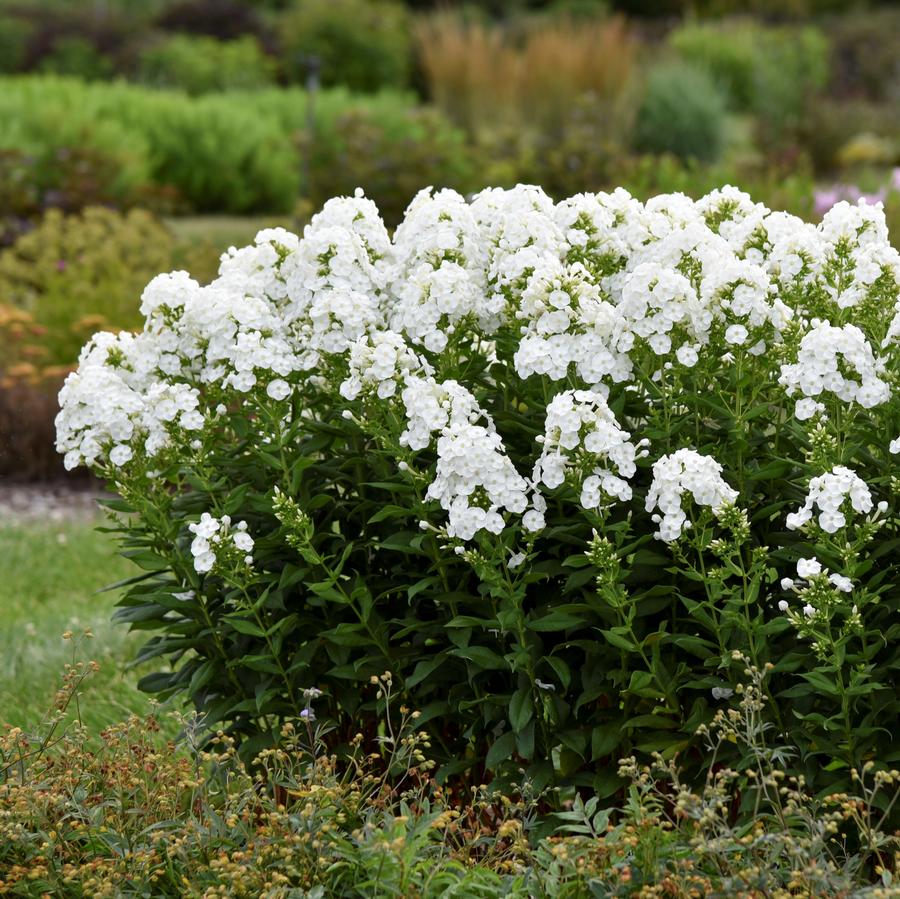 Phlox paniculata Luminary™ 'Backlight'