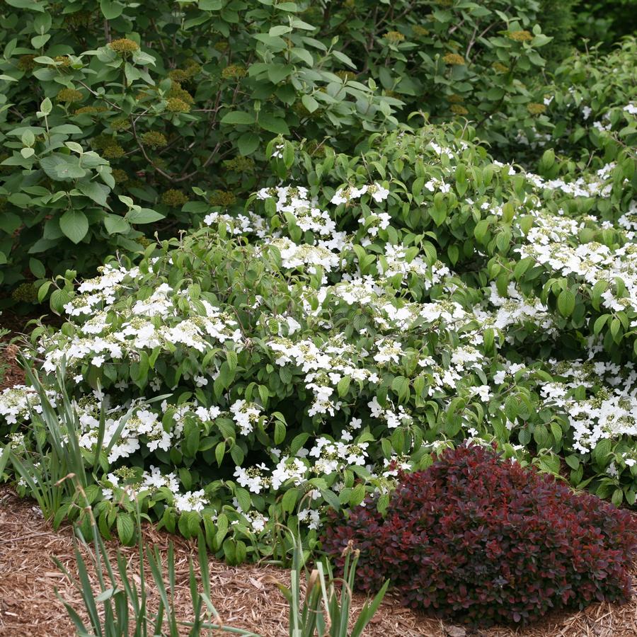 Viburnum plicatum var. tomentosum Wabi-Sabi® PP29553