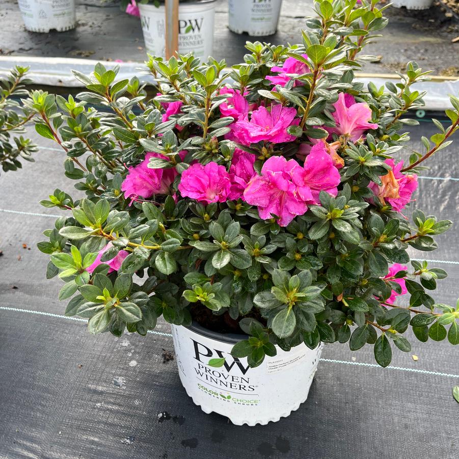 Azalea Perfecto Mundo® Double Purple