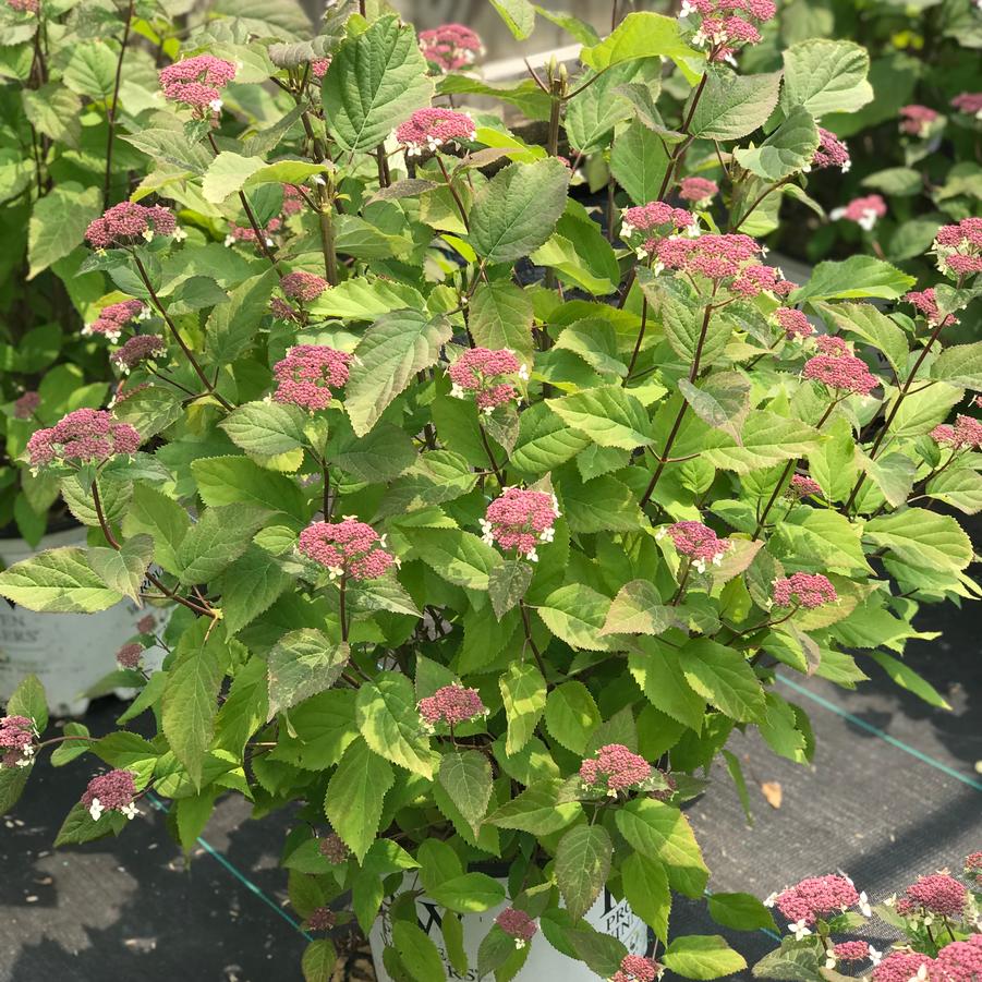 Hydrangea arborescens subsp. radiata Invincibelle Lace®