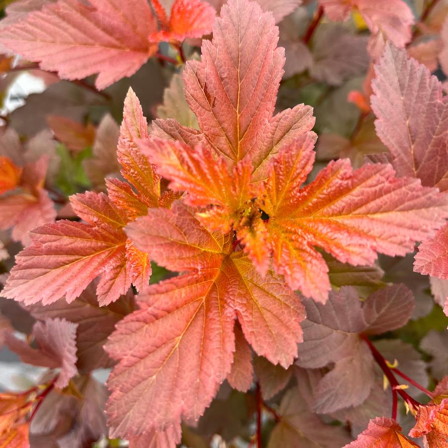 Physocarpus opulifolius Ginger Wine®