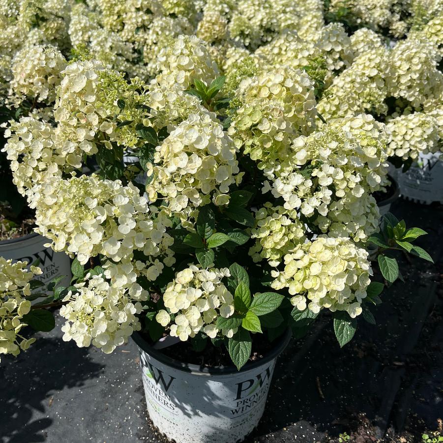 Hydrangea paniculata Tiny Quick Fire&reg;