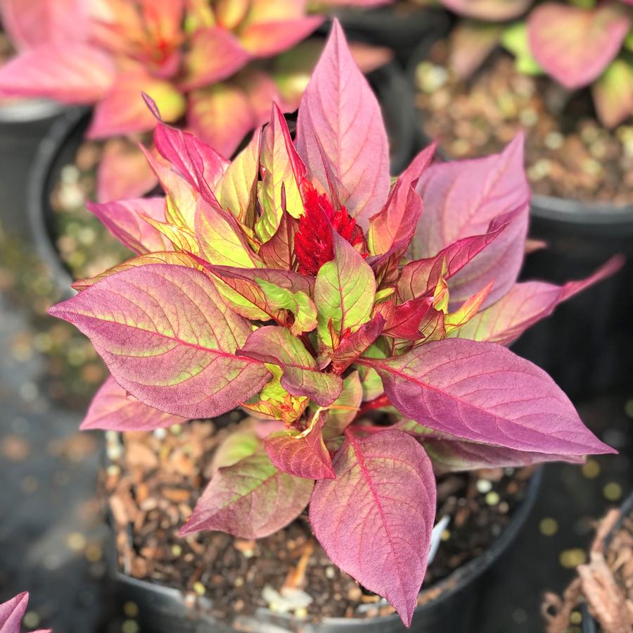 Celosia 'New Look'