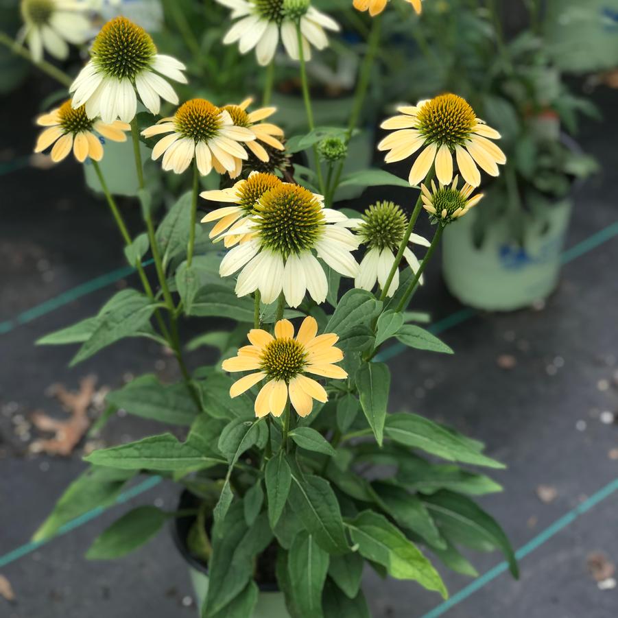 Echinacea purpurea Mellow Yellows