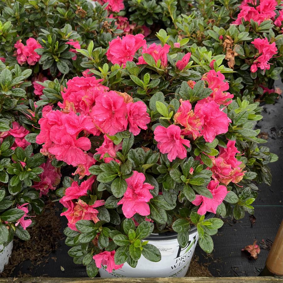 Azalea Perfecto Mundo® Double Dark Pink