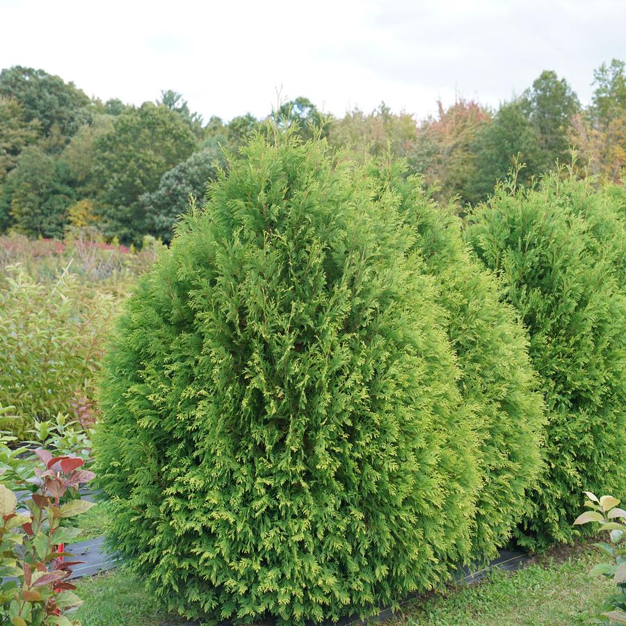 Thuja occidentalis Cheer Drops®