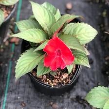 Impatiens SunPatiens® Compact Deep Red