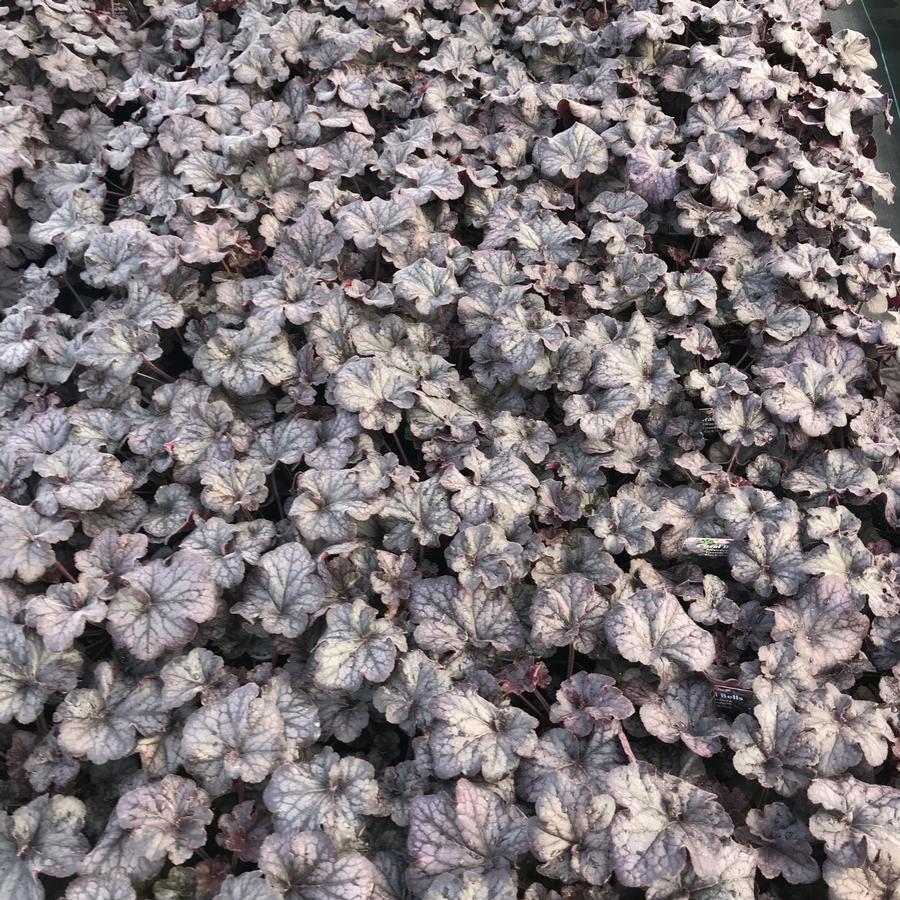 Heuchera hybrid GRANDE™ 'Black'