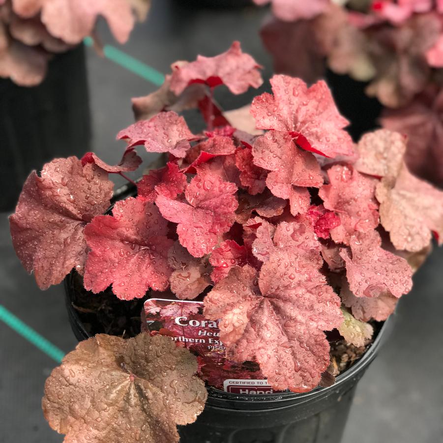 Heuchera Northern Exposure™ Red