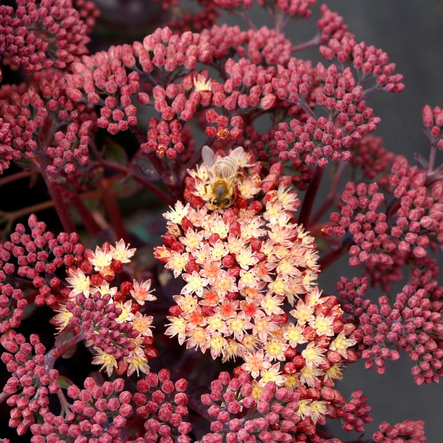 Sedum telephium 'Conga Line'