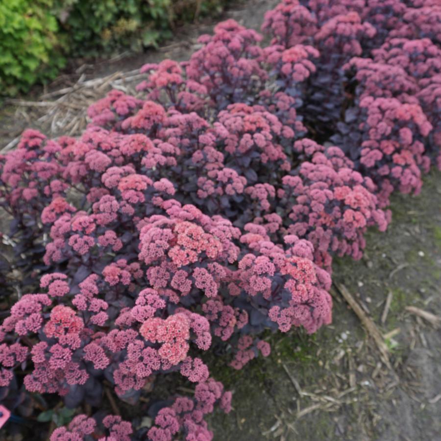 Sedum Mojave Jewels™ Ruby