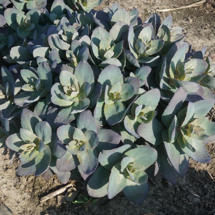 Sedum Mojave Jewels™ Sapphire