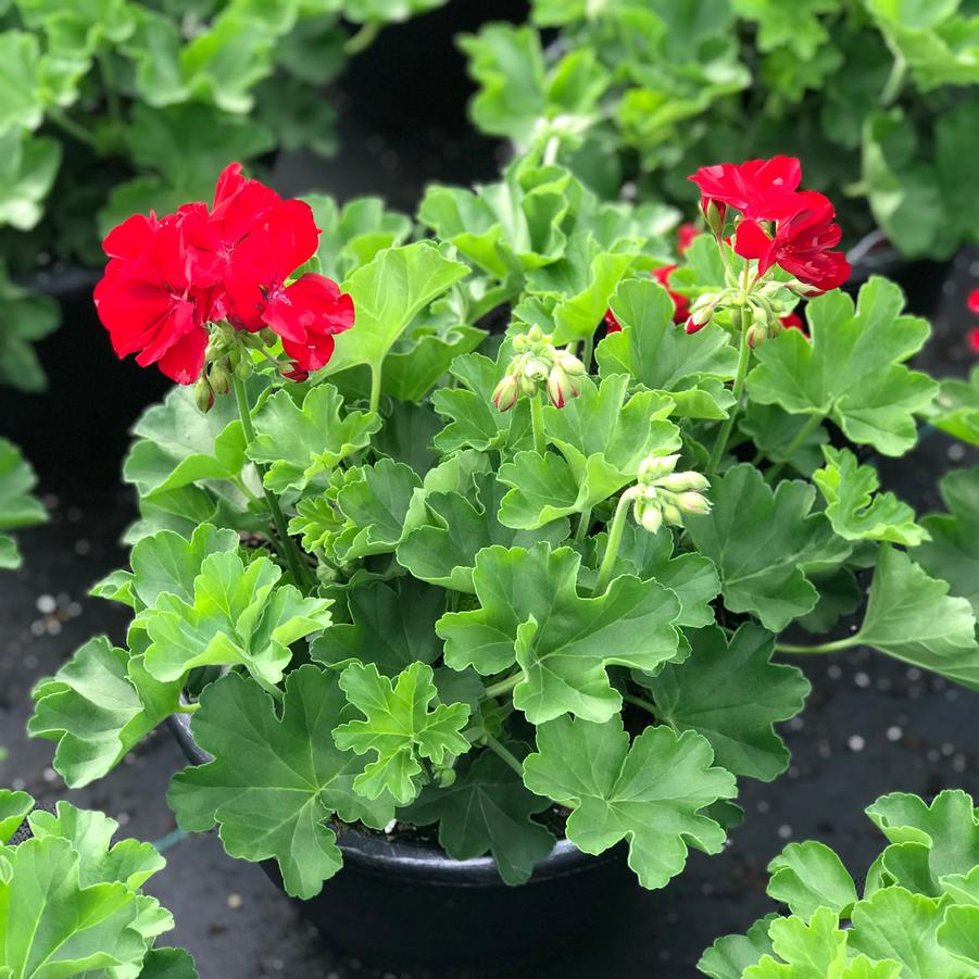 Geranium Calliope® Large Dark Red