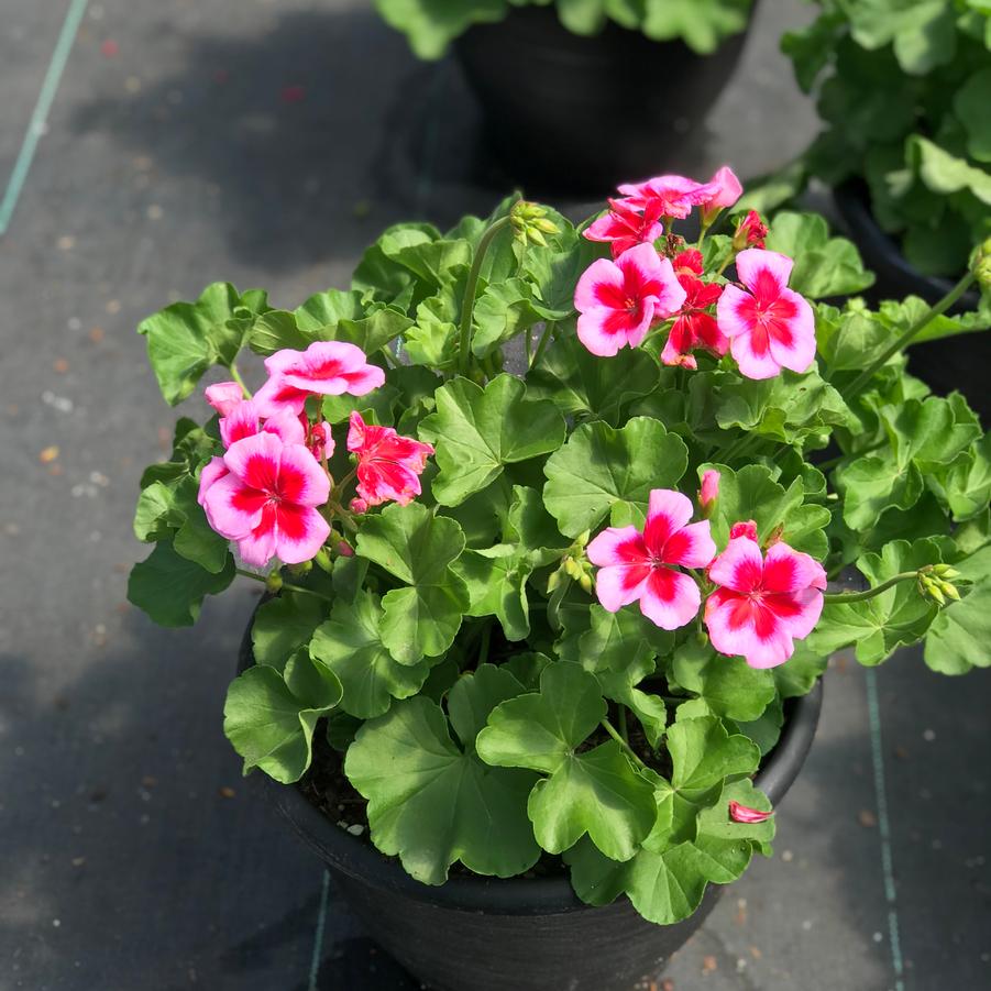 Geranium Calliope® Large Rose Mega Splash