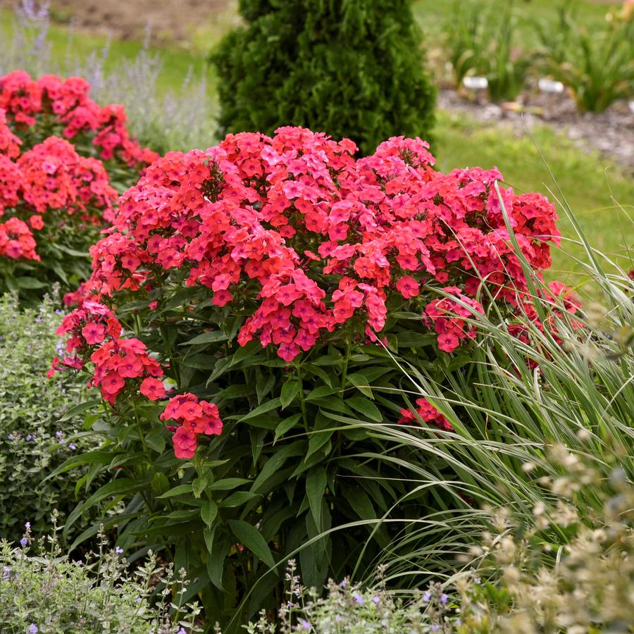 Phlox paniculata Luminary™ 'Sunset Coral'