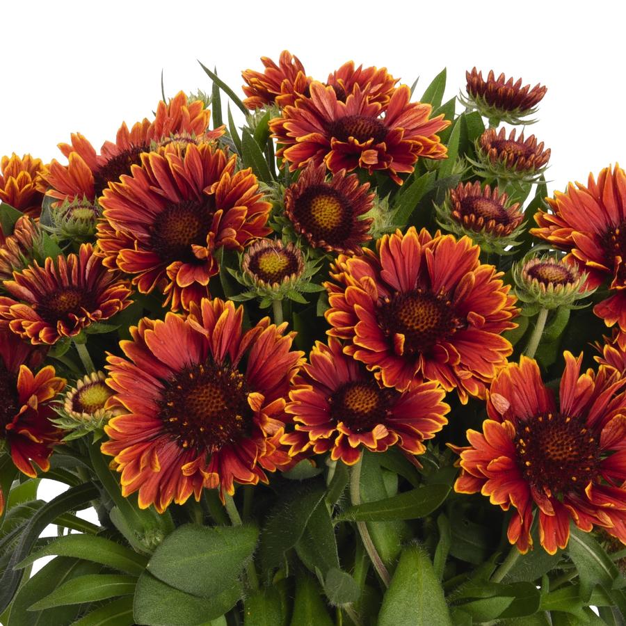 Gaillardia SpinTop&trade; Yellow Touch