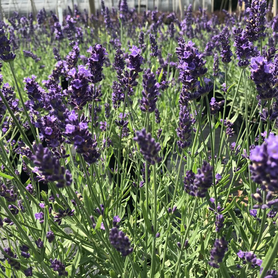 Lavandula SuperBlue