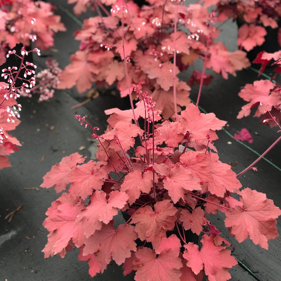 Heuchera Magma