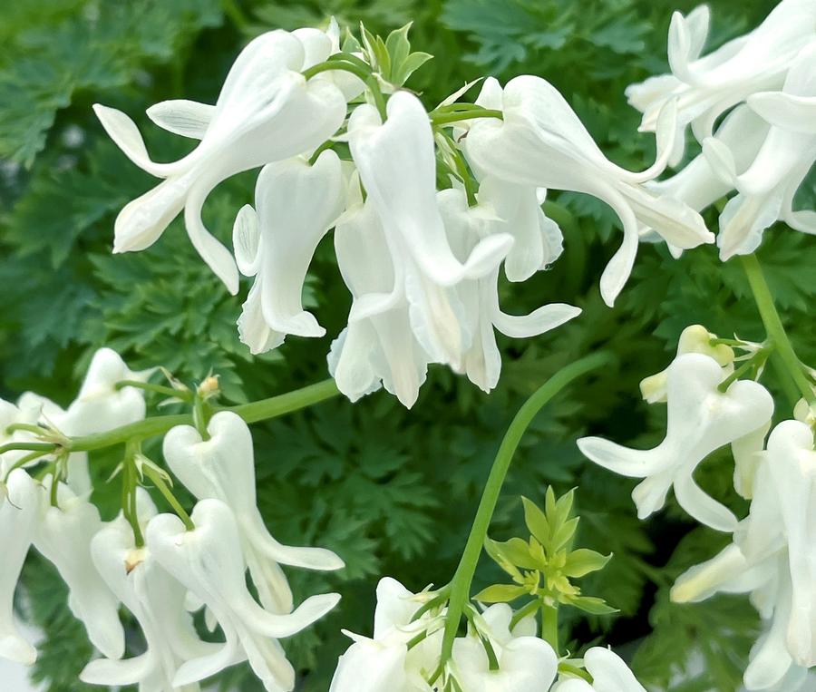 Dicentra AMORE™ 'Titanium'