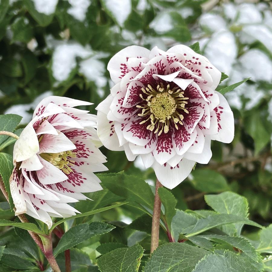 Helleborus North Star™ North Star™ Ruby Heart