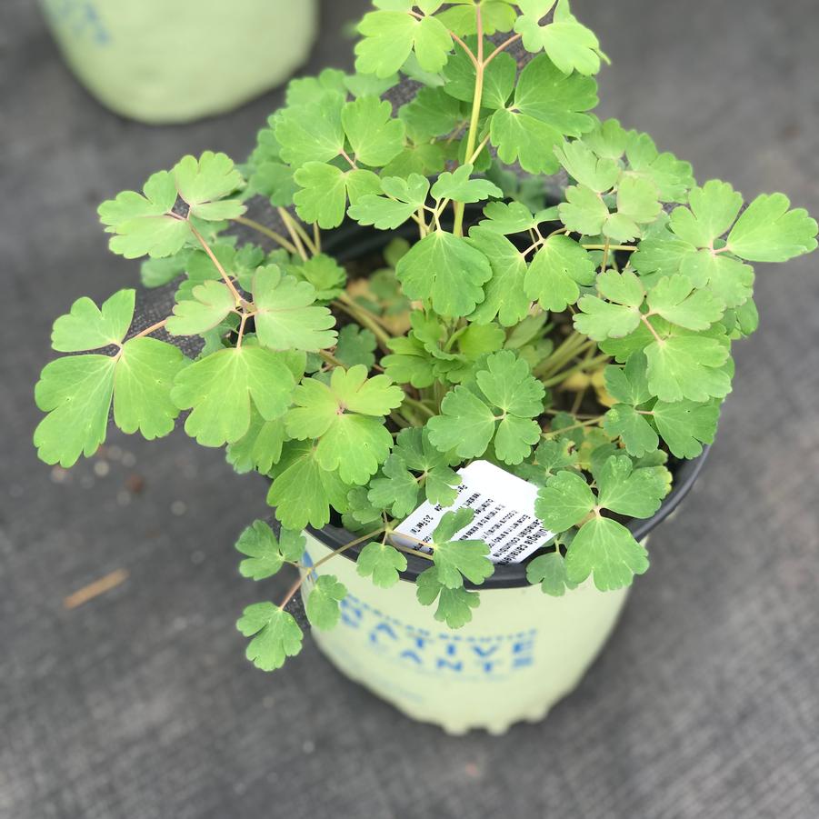 Aquilegia canadensis 