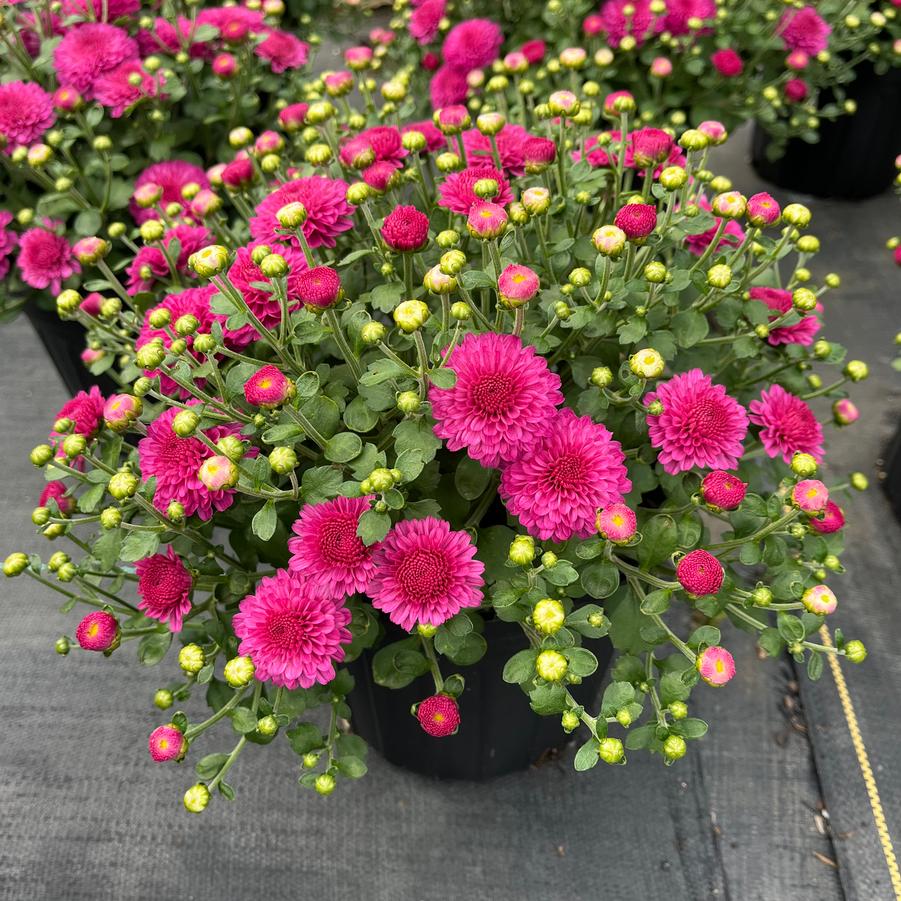 Chrysanthemum Gigi Dark Pink