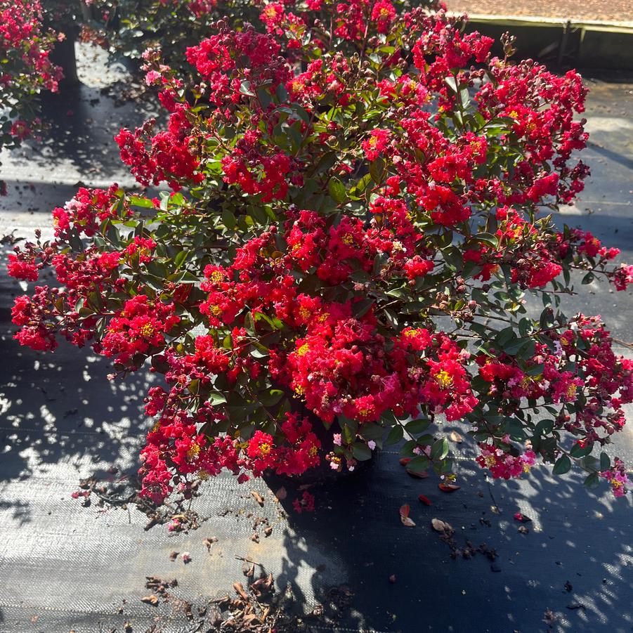 Lagerstroemia indica Bellini® Strawberry