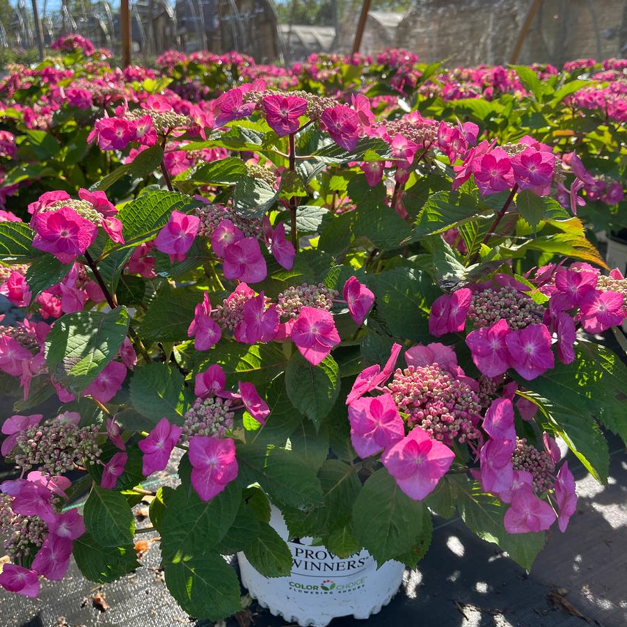 Hydrangea serrata Tuff Stuff Top Fun™