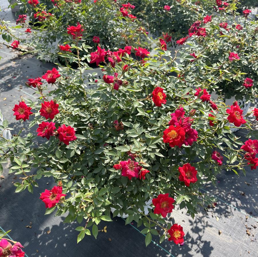 Rose Oso Easy® Urban Legend®