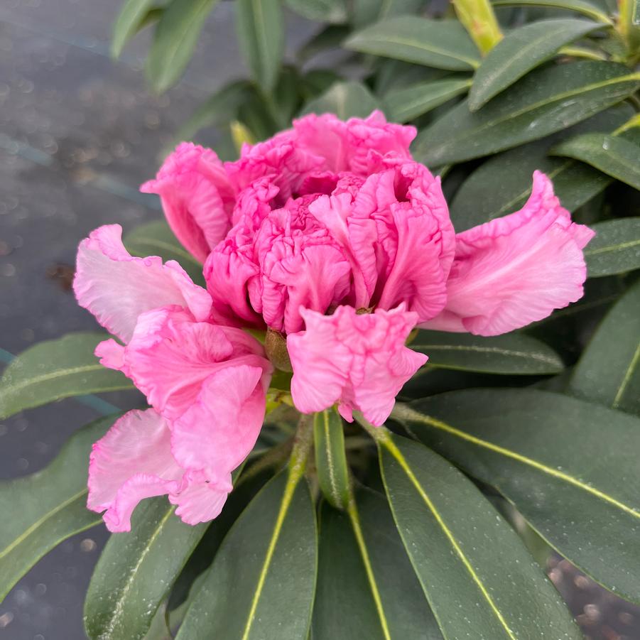 Rhododendron Holden's Pink Flare